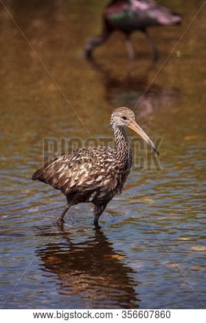 Limpkin Aramus Guarauna Wades Through A Marsh And Forages For Food In The Myakka River In Sarasota, 