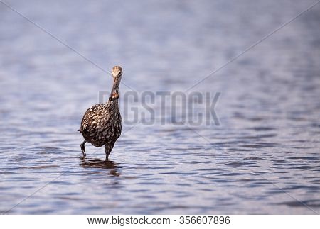 Limpkin Aramus Guarauna Wades Through A Marsh And Forages For Food