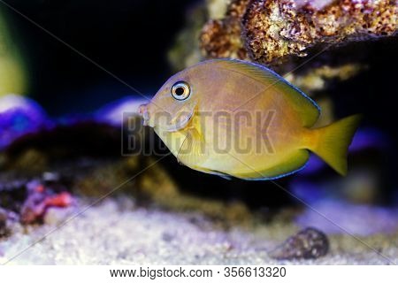 Blue (yellow Juvenile) Atlantic Ocean Surgeonfish Tang - Acanthurus Coeruleus