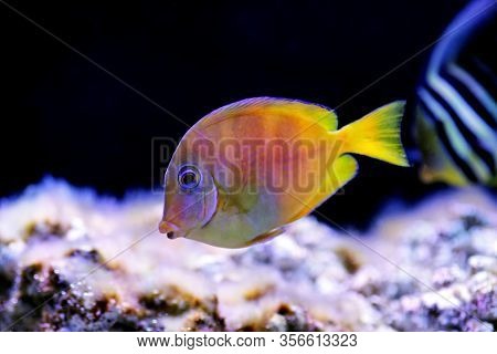 Blue (yellow Juvenile) Atlantic Ocean Surgeonfish Tang - Acanthurus Coeruleus