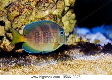 Blue (yellow Juvenile) Atlantic Ocean Surgeonfish Tang - Acanthurus Coeruleus