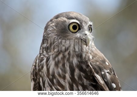 The Barking Owl Has Large Yellow Eyes With Brown And White Feathers And Can Sound Like A Dog Barking