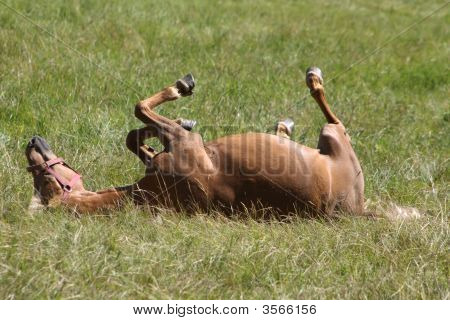 Caballo