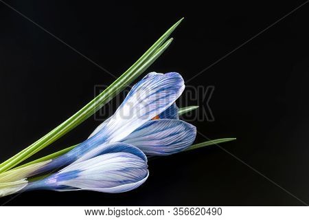 Sympathy Card With Crocus Flowers On Black Background