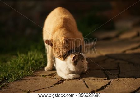 Domestic Cats In The Act Of Mating. Cat Make Love Outdoor.