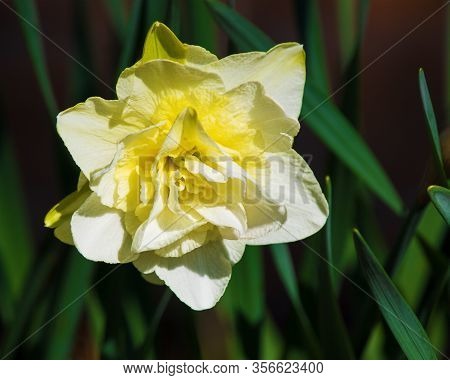 A Close Up Of A Single Yellow Daffodil