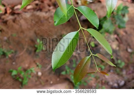 Jambolan Plum, Java Plum (syzygium Cumini) Leaf, Leaves Of Spathiphyllum Cannifolium, Abstract Green