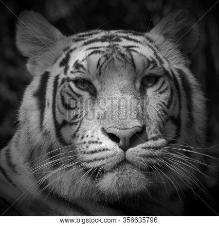 Amur Siberian Tiger Is A Panthera Tigris Tigris Population In The Far East, Particularly The Russian