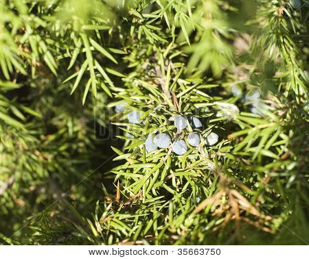 Jagody Juniperus Communis