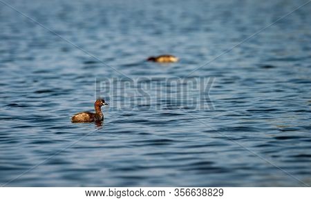 Little Grebe Or Tachybaptus Ruficollis Swimming In Clean Blue Water Of Keoladeo National Park Or Bha