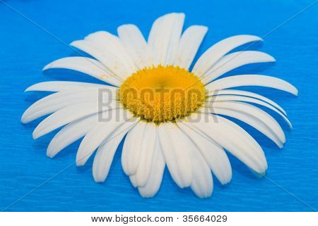 Camomilla su sfondo blu
