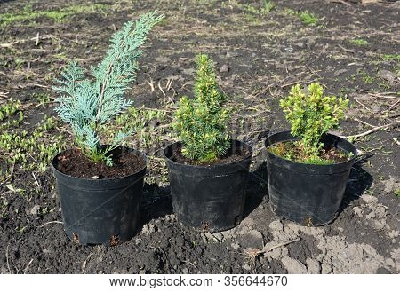 Small Coniferours, Evergreen Trees In The Pots For Planting. Seedling Of Juniper Tree, Picea Glauca 