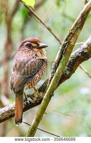 Short-legged Ground-roller, Brachypteracias Leptosomus, Perched In A Tree In Madagascar. Masoala Nat