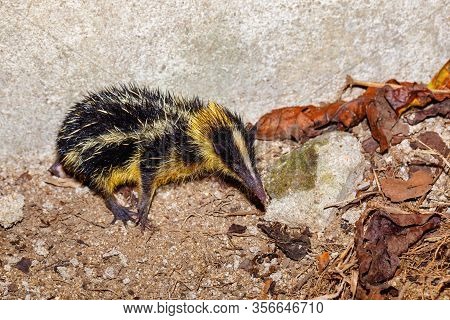 Endemic Animal Streaked Tenrec, Hemicentetes Semispinosus, In Defensive Posture In The Rainforest Of
