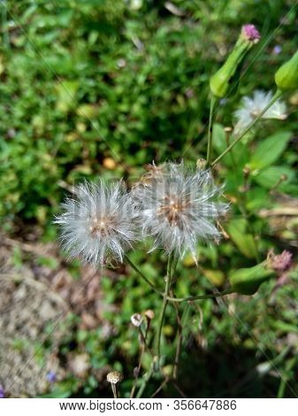 Emilia Sonchifolia (lilac Tassel Flower, Cacalia Sonchifolia L.) With Natural Background