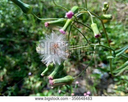 Emilia Sonchifolia (lilac Tassel Flower, Cacalia Sonchifolia L.) With Natural Background
