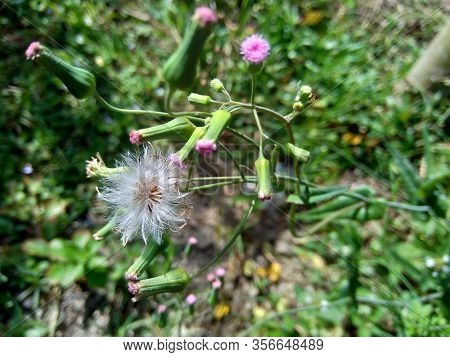 Emilia Sonchifolia (lilac Tassel Flower, Cacalia Sonchifolia L.) With Natural Background