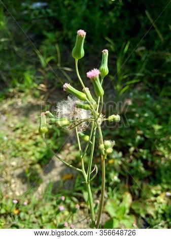 Emilia Sonchifolia (lilac Tassel Flower, Cacalia Sonchifolia L.) With Natural Background