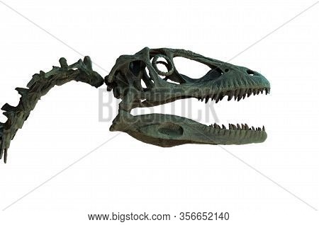 Fossil Of Velociraptor's Skull Isolated On White Background.