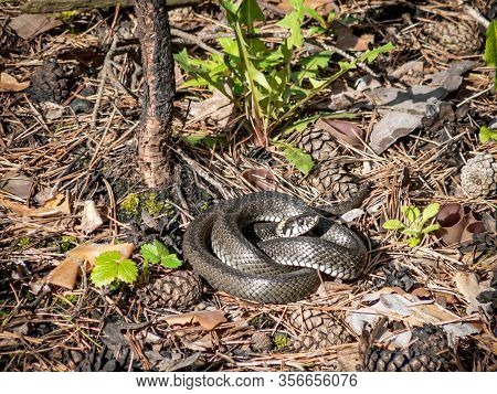 A Large Gray Snake Curled Up In A Sunny Day In A Pine Forest.