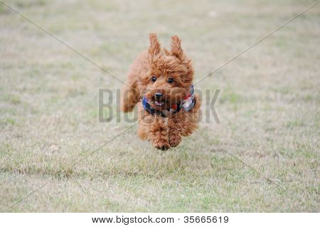 Piccolo barboncino cane Running