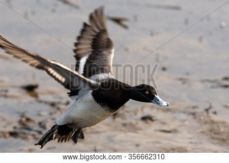 A Picture Of  A Male Greater Scaup Touching Down To The Lake.   Vancouver  Bc  Canada