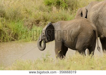 African Elephant (scientific name: Loxodonta africana, or 