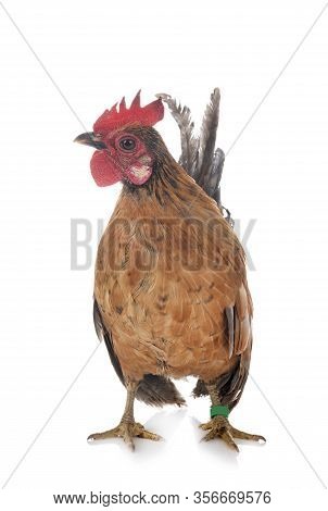 Malaysian Serama In Front Of White Background