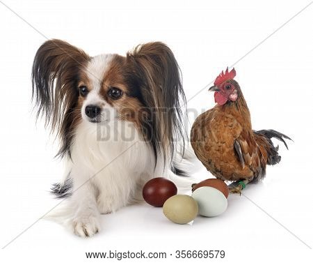 Papillon Dog And Chicken In Front Of White Background