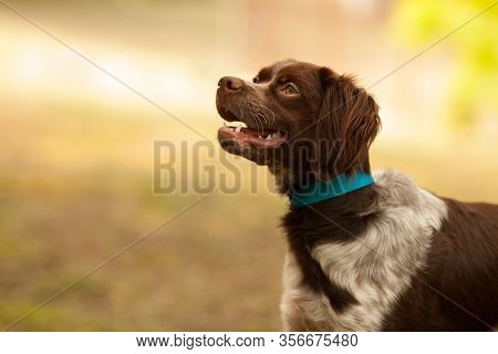 Hunting Dog Breed Epagneul Breton Hunting In The Forest. The Concept Of Hunting, Hunting Accessories