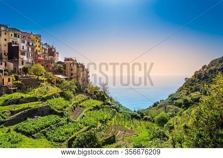 Corniglia, Cinque Terre - Beautiful Village With Colorful Buildings And Terraces On Cliff Over Sea. 