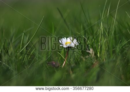 Bellis Perennis Grow Up Between Green Field. European Species Of Daisy Hidden In High Grass On Field