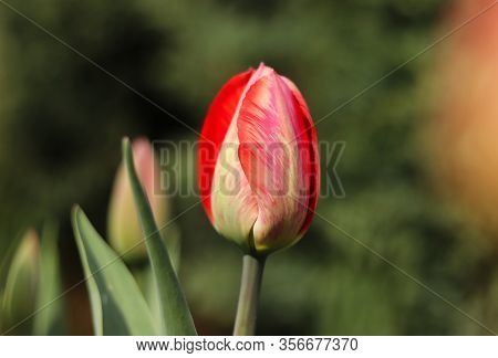 Closed Blossom Of Tulipa Agenensis In The Village´s Garden. Love Emotion. Beskydy, Czech Republic. E