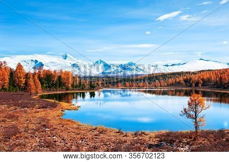 Kidelu Lake In Altai Mountains, Siberia, Russia. Yellow Autumn Forest, Snow-covered Mountains And Th