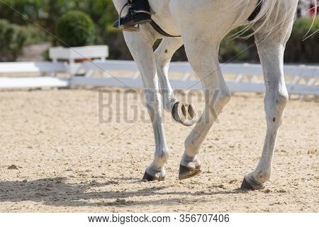 Legs And Hoofs Of A Mare In A Dressage Grand Prix Test Doing Piaffe