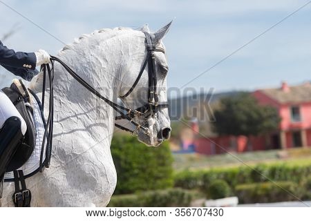 Face Portrait Of A White Lusitano Mare In A Dressage Competition