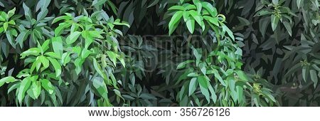 Green Thicket Background With Dense Lush Tree Foliage. Vector Image