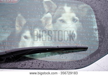Husky Dog In Car, Cute Pet Behind Window. Dog Waiting For Sled Dog Race. Dog Is Watching Around