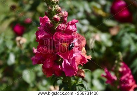 The Picture Shows Pink Snapdragon With A White-spotted Rose Beetle