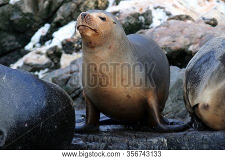 Image Of A Sea Lion On The Sea Lion Island, Ushuaia, Argentina