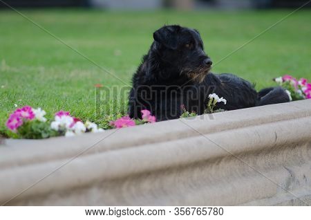Domestic Dog Canis Lupus Familiaris On A Garden. The Constitution Square. Santiago De Chile. Chile.