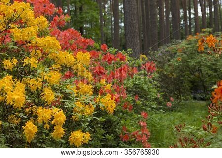 Big Azalea Or Rhododendron In Garden. Season Of Flowering Azaleas (rhododendron) At Botanical Garden