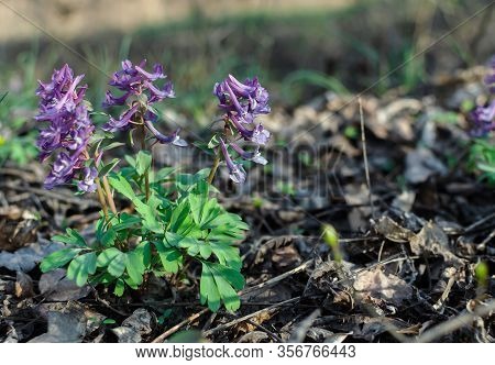 Primroses In Spring In A Deciduous Forest, Flowers Of A Rye, Gray, Perennial Herb, Primroses In Spri