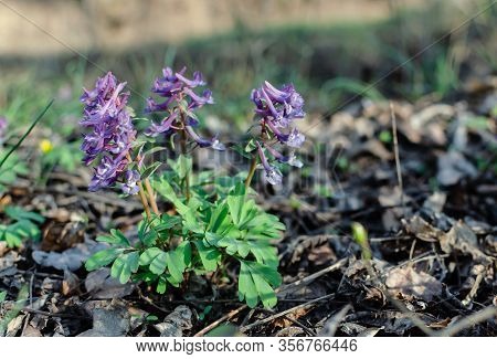Primroses In Spring In A Deciduous Forest, Flowers Of A Rye, Gray, Perennial Herb, Primroses In Spri