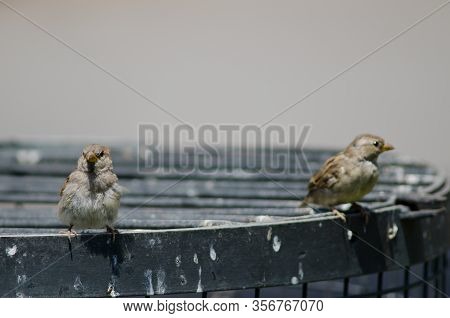 House Sparrows Passer Domesticus. Females. Arm Square. Santiago De Chile. Chile.