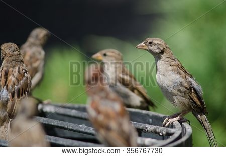 House Sparrows Passer Domesticus. Arm Square. Santiago De Chile. Chile.