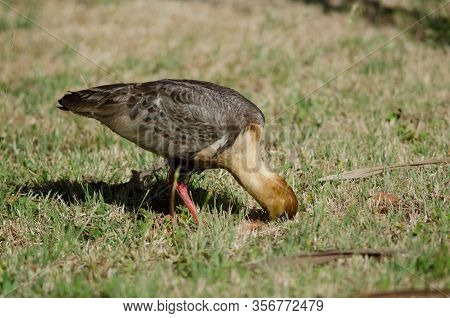 Black-faced Ibis Theristicus Melanopis Searching For Food. Temuco. Araucania Region. Chile.