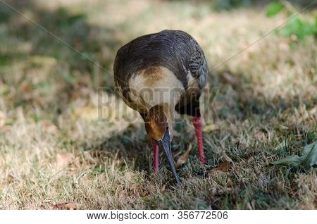 Black-faced Ibis Theristicus Melanopis Searching For Food. Temuco. Araucania Region. Chile.
