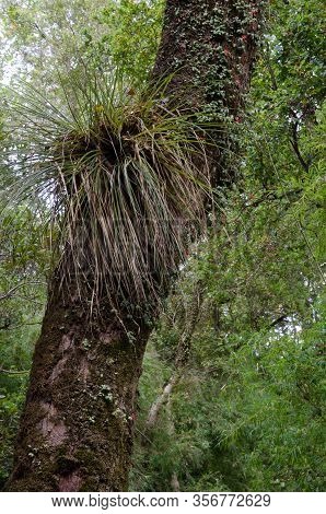 Chupalla Fascicularia Bicolor On A Tree. Cerro Nielol Natural Monument. Temuco. Araucania Region. Ch