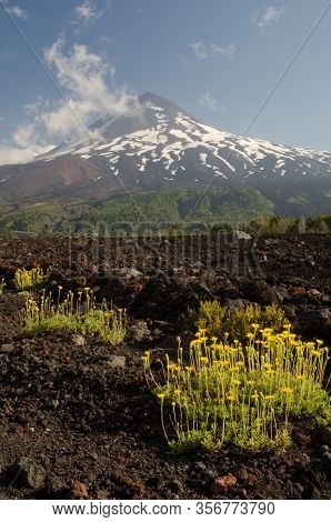 Llaima Volcano In The Conguillio National Park. Araucania Region. Chile.